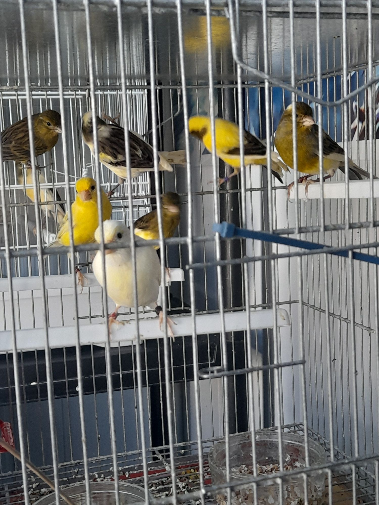 Canarios machos e femeas bem tratados