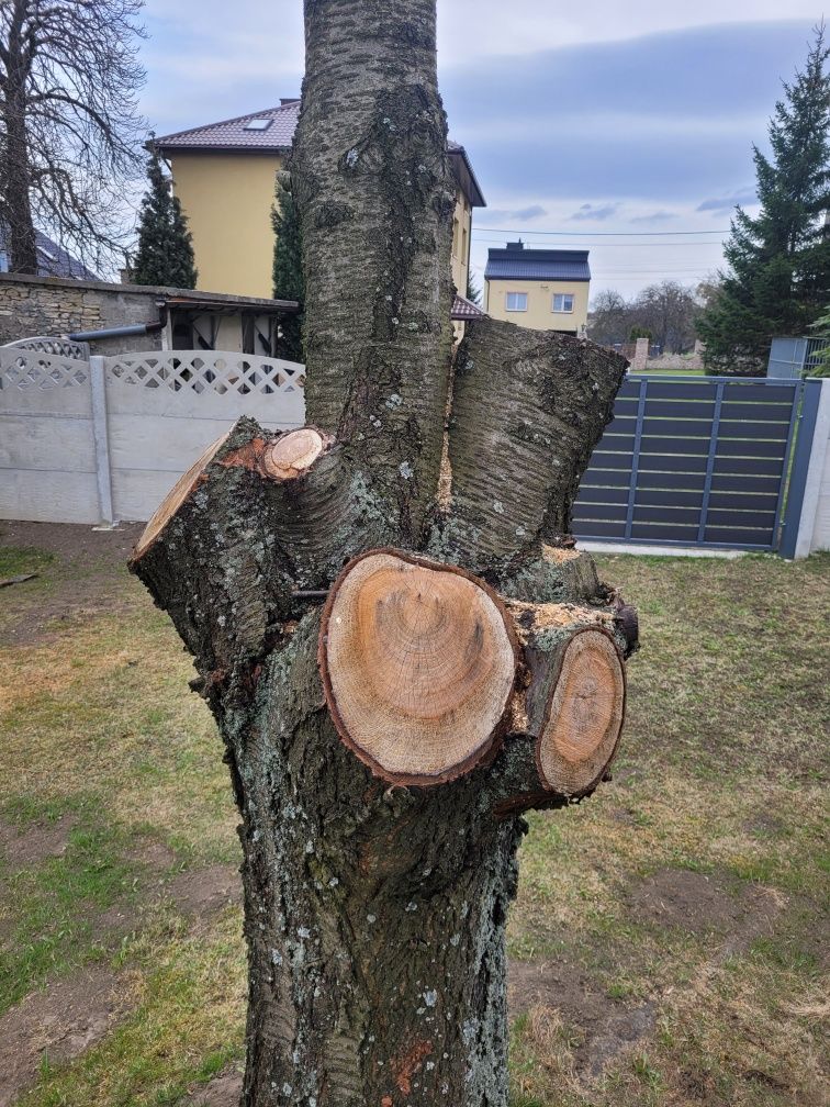 Czereśnia pień gruby na deski