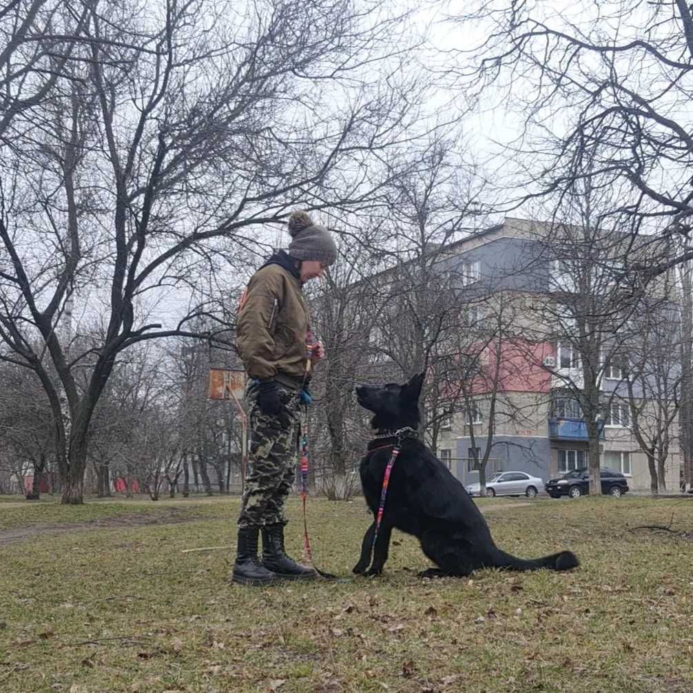 Кінолог. Дресирування собак. Зоопсихологія | Кропивницький.