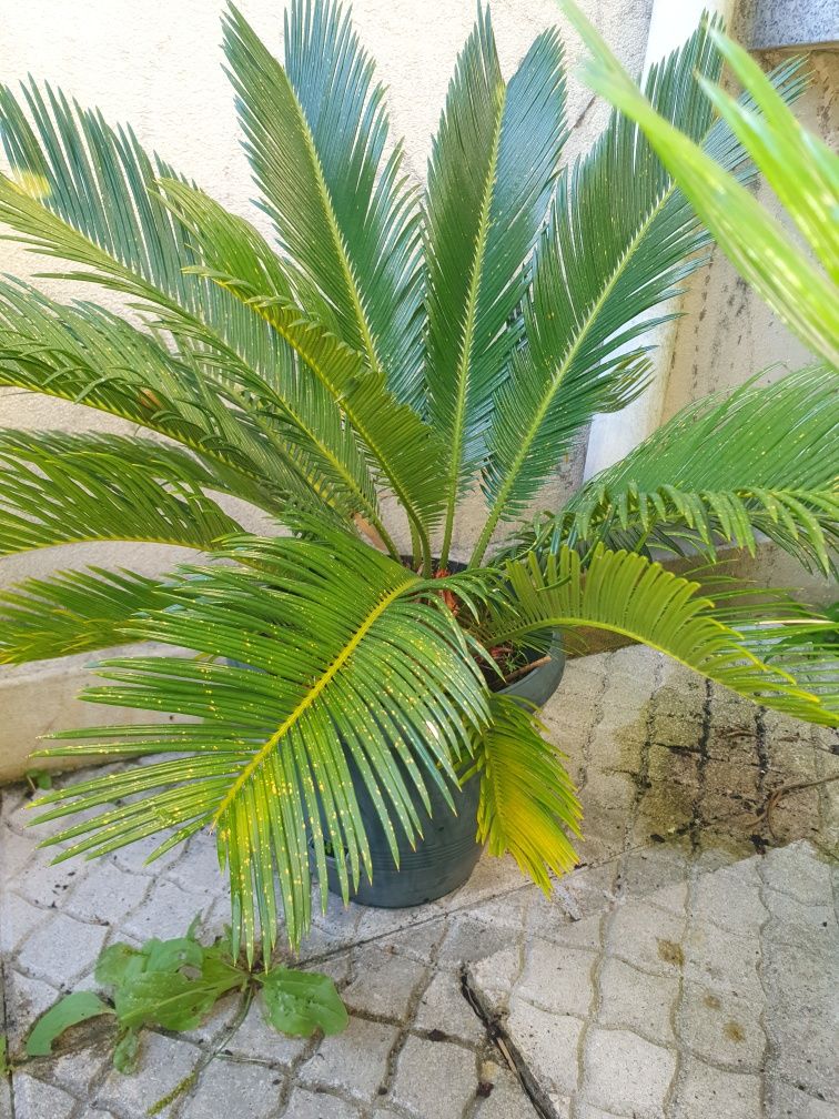 Palmeiras Cycas Revoluta