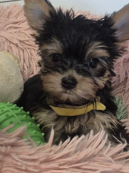Yorkschire Terrier