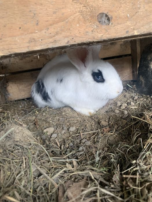 Продам кроликів різного віку