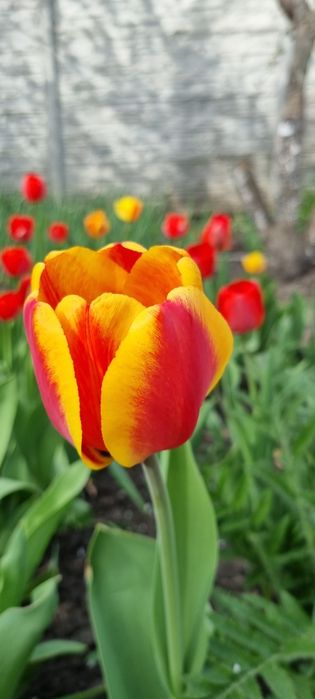 Тюльпаны (на луковицу и на стакан) жёлтые махровые и другие