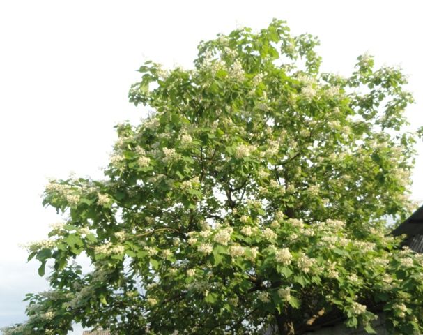 Katalpa surmia  0.50- 4m wysokości, lipa 1-2m