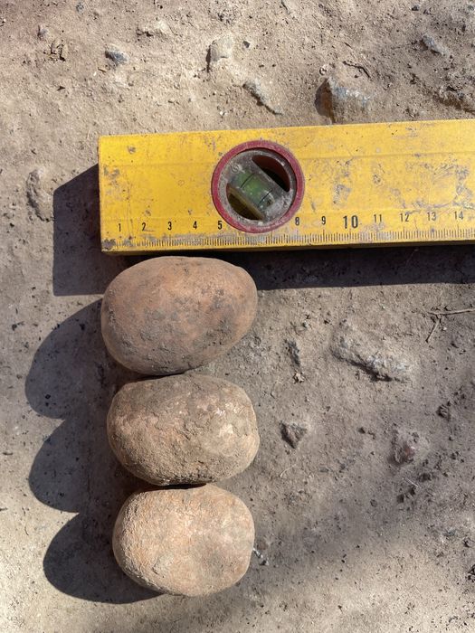 Картопля насінева Ред Скарлет