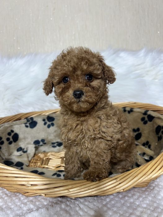 Той пудель Тікап . Дівчинка в Києві