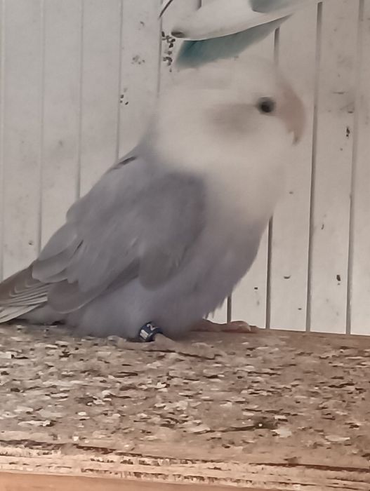 Caturra e roseicollis fêmeas