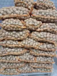 Ziemniak jadalny odmiana Noblesse i Arizona kaliber 35-50