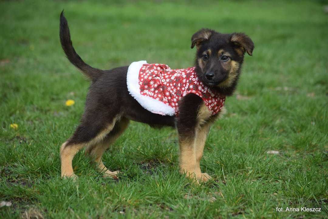 Hershey i Rees szukają domów