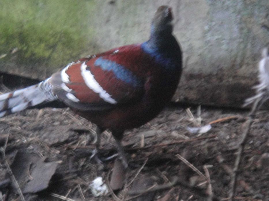 Bażanty humeo para trzyletnia