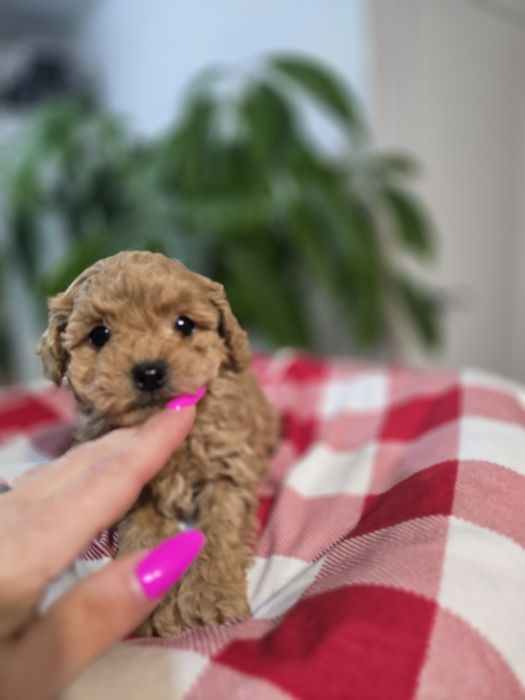 Piesek pudel toy red odbior w  grudniu