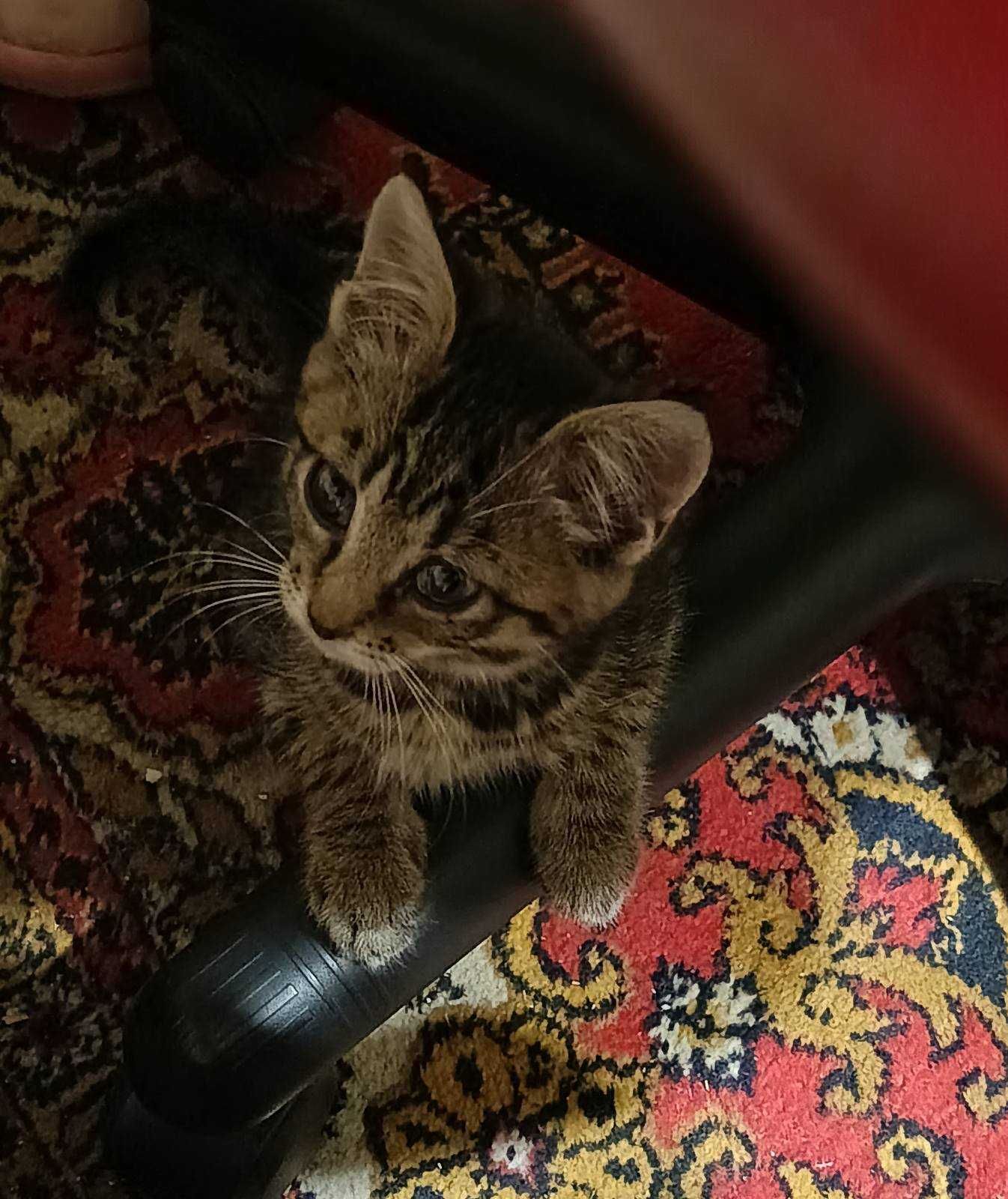 Отдам котенка, девочка