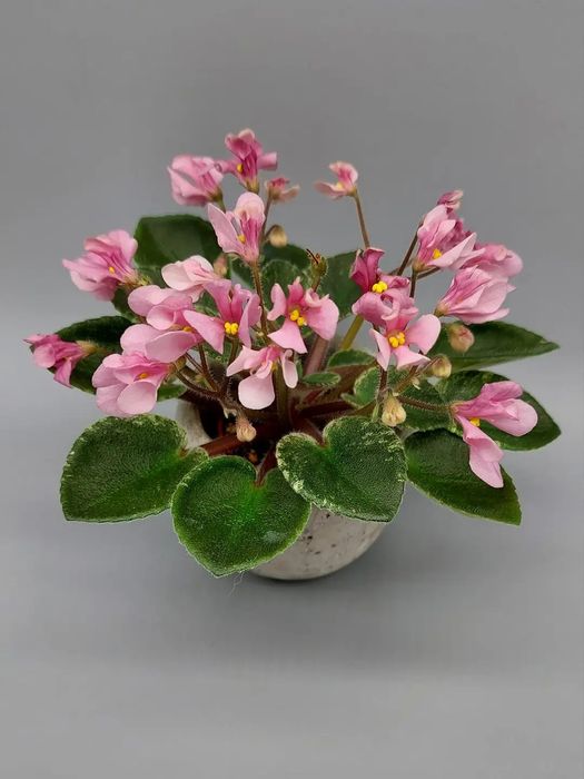 Фиалки сортовые мини и полумини- детки.