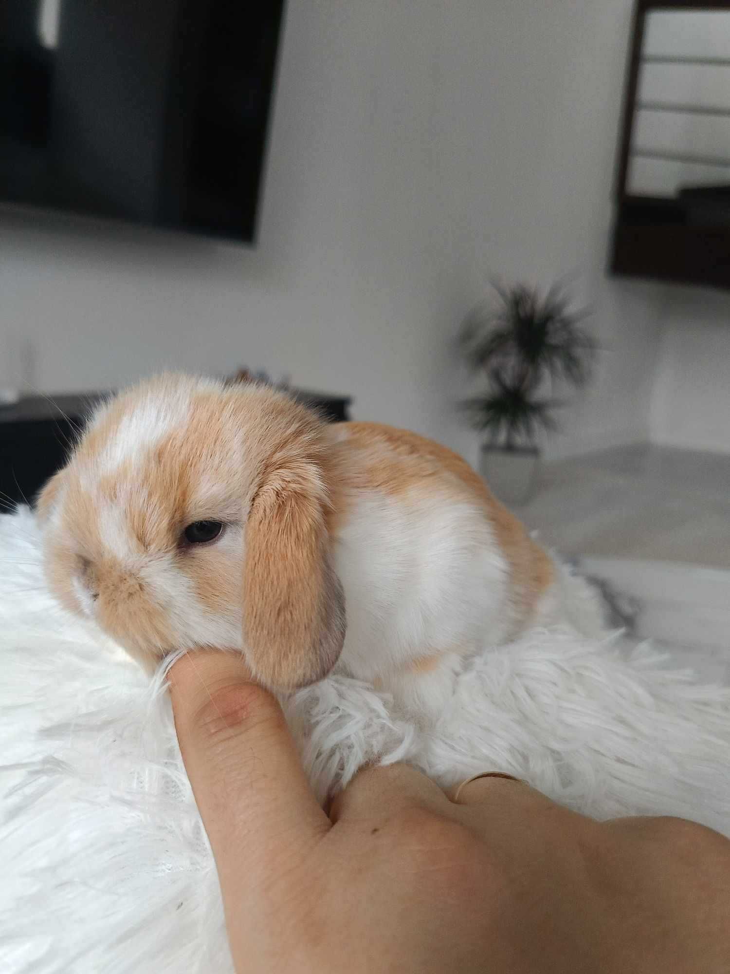 Mini lop karzełek Teddy hodowla