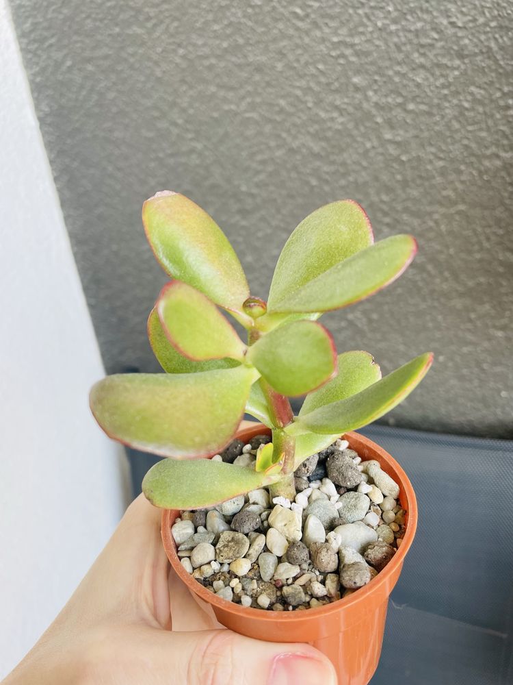 Grubosz Crassula Sunset sukulent drzewko szczescia