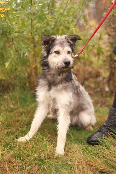 Wesoły i towarzyski pies szuka nowego domku