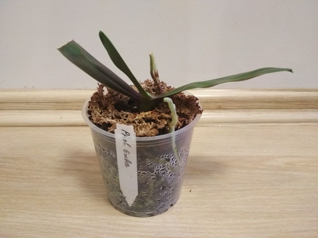 Орхидея фаленопсис, сортовая, Азия, Ember