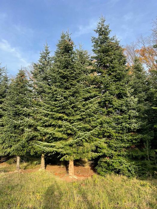 Jodła Kaukaska XXL 5–12 m – idealna na posesję lub teren inwestycyjny