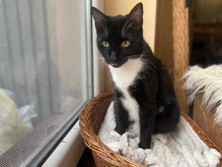 kotka MILKA szuka swojej przystani na zawsze