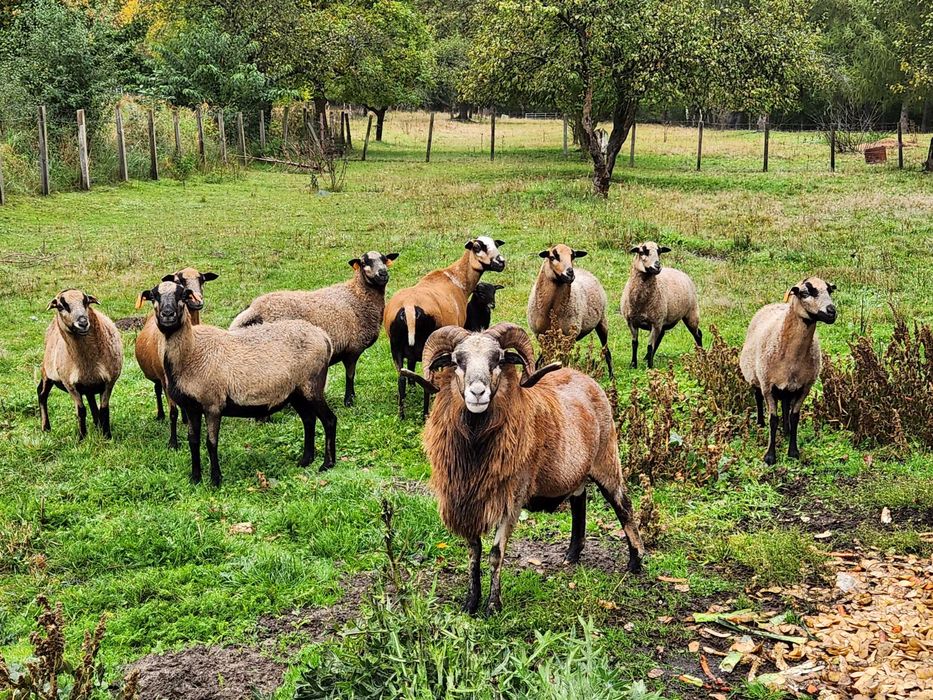 Sprzedam Owce kameruńskie