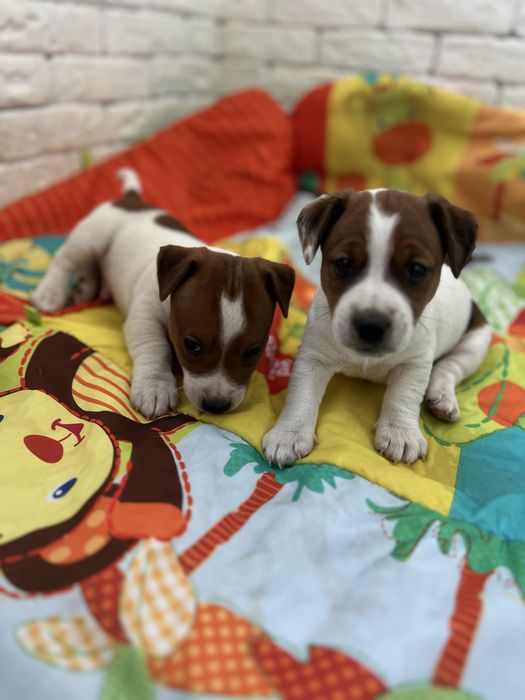 Хлопчики і дівчатка джек рассел терьер . Біколор , триколор