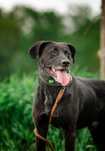 Lexus - aktywny, pozytywnie nastawiony,  kocha spacery - do adopcji