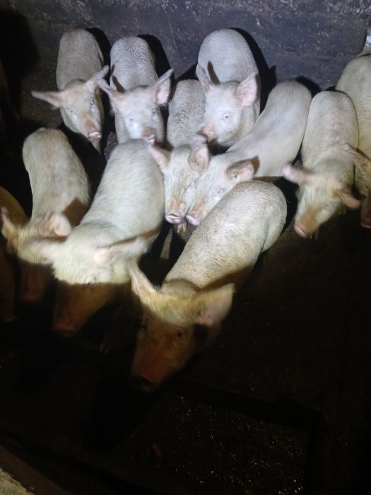 Продам  Поррсят 2500гр шт