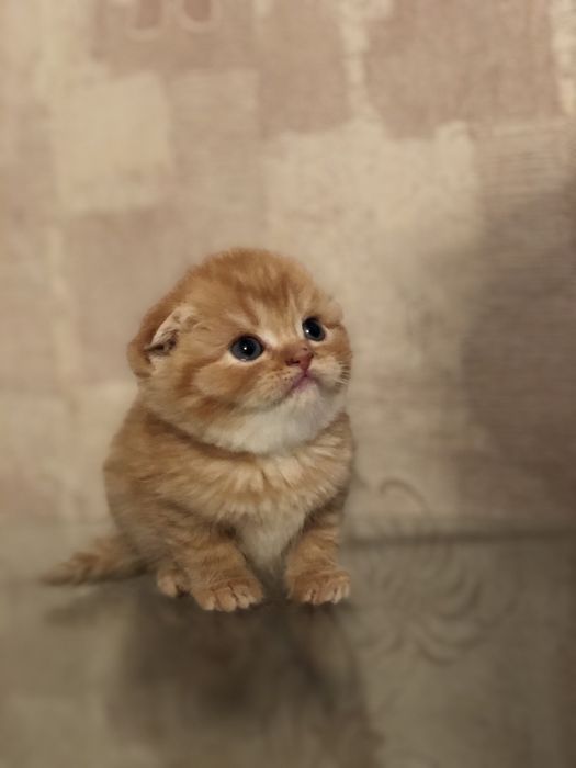 Шотландские вислоушки и прямоушки