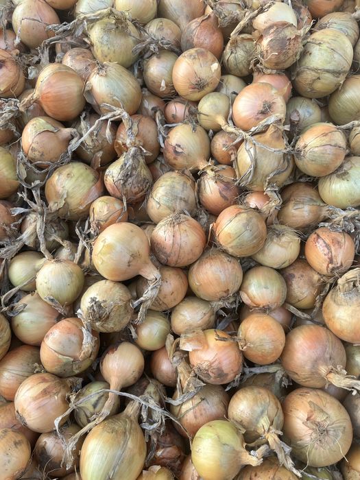 Cebula rozne opakowania duze ilości