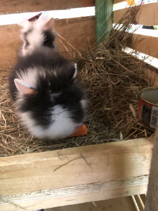 Sprzedam kroliki miniaturki