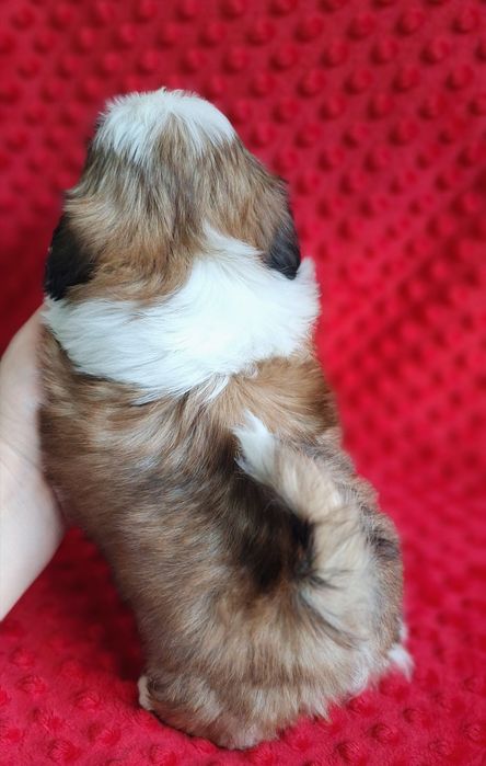 Śliczny, wesoły maluch Shih Tzu z rodowodem