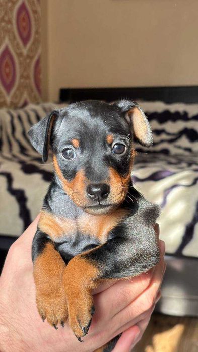 Цуценята Цвергпінчер