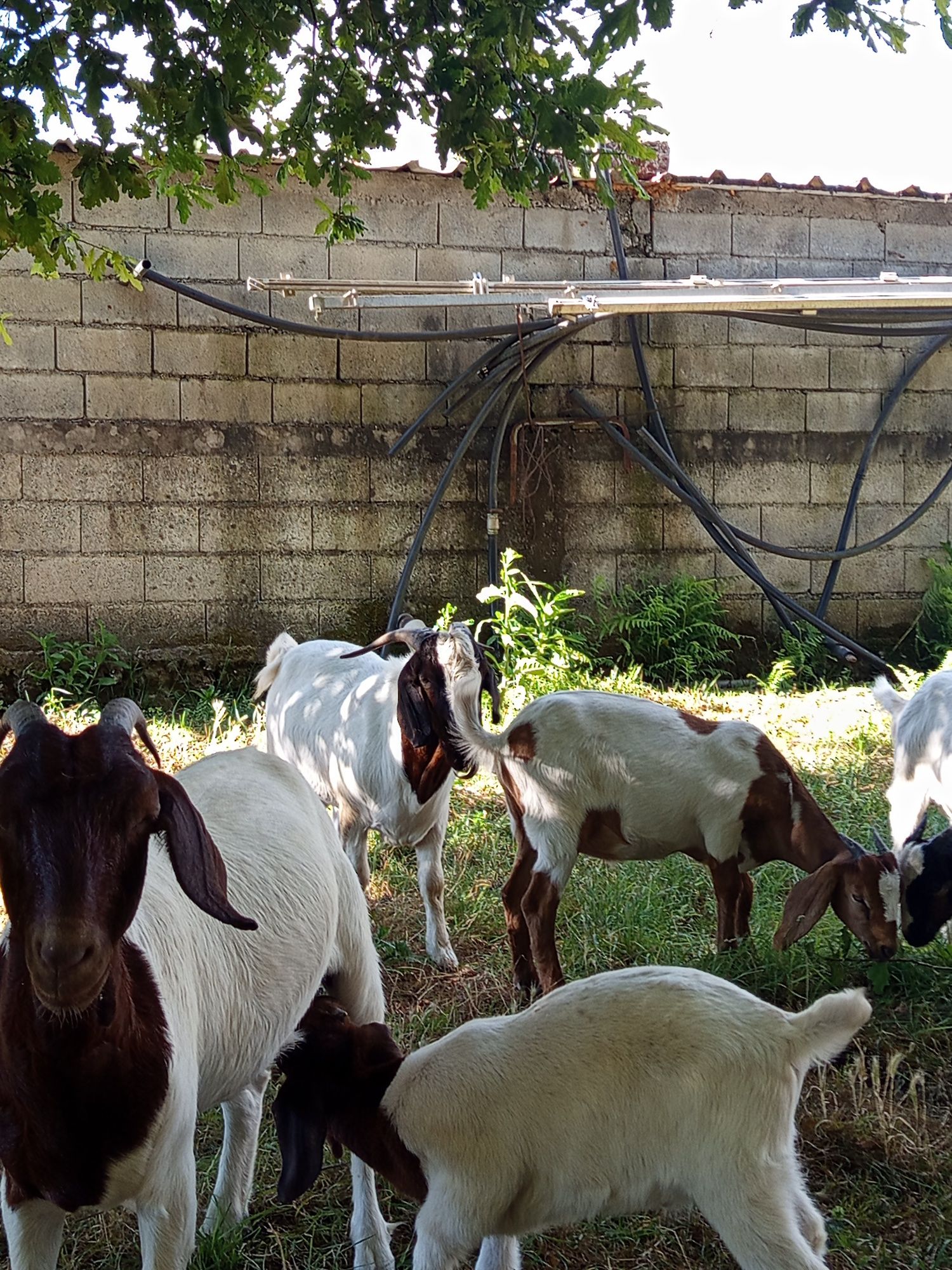Cedo cabras boer puras