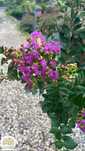 Lagerstroemia indica Purple Star, Lagerstremia indyjska, pień 80cm