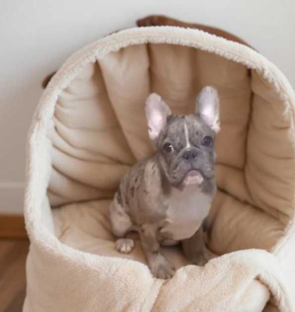 Французский бульдог. Мальчик.