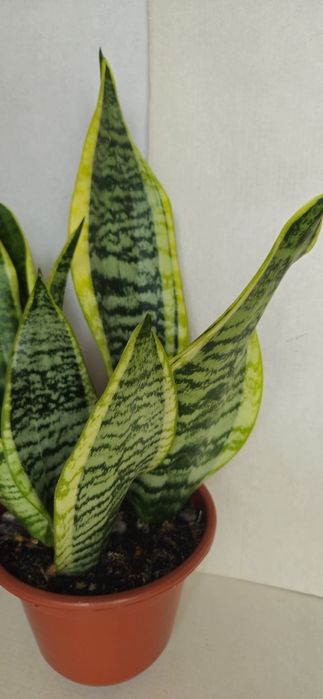 Planta Espada de São Jorge em Vaso 15 cm