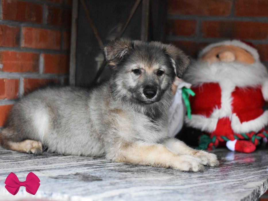 Owczarek Staroniemiecki ... ( Długowłosy / wilczasty / srebrny )