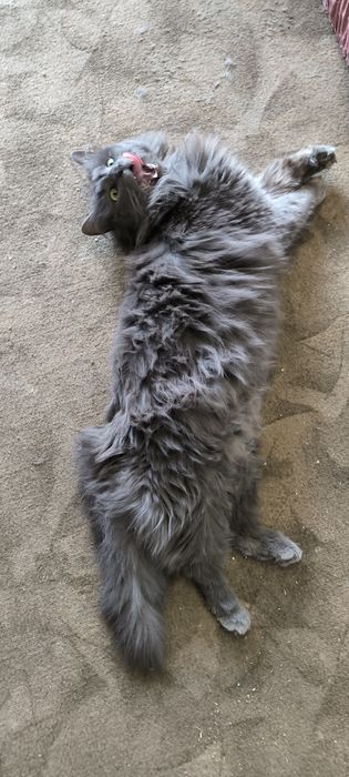 Красуня  шукає сім'ю ,бажано будинок