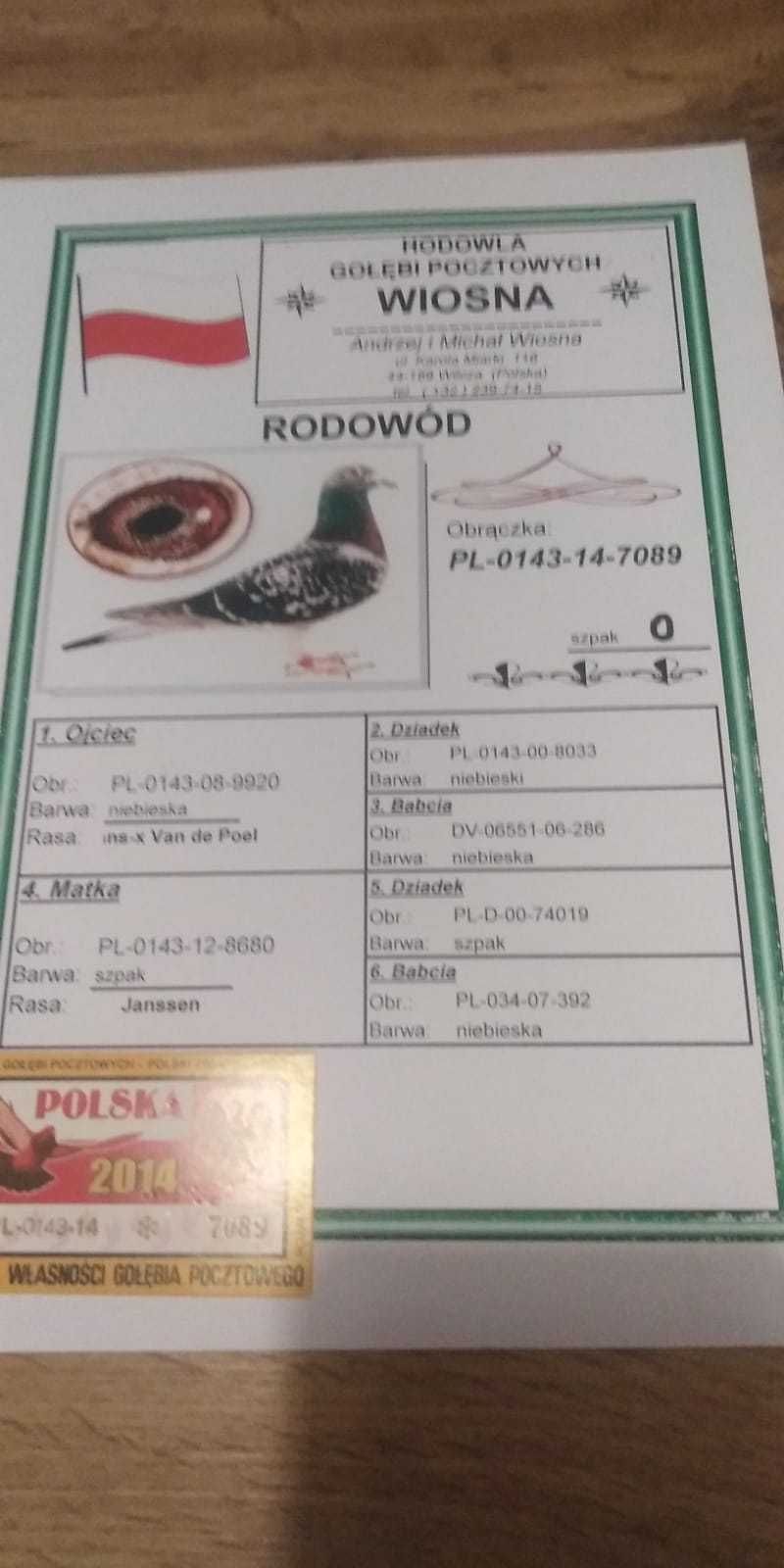 Młode para 114 Org A.M Wiosna Stary Szpak x lin "Dziki" gołąb pocztowy