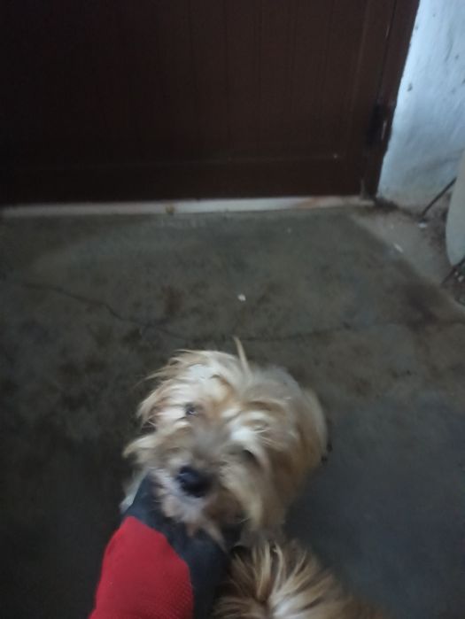 Menina muito meiga para adoção