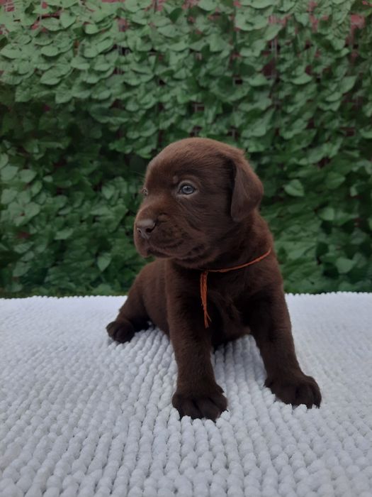 Шоколадний хлопчик Лабрадор Ретрівер