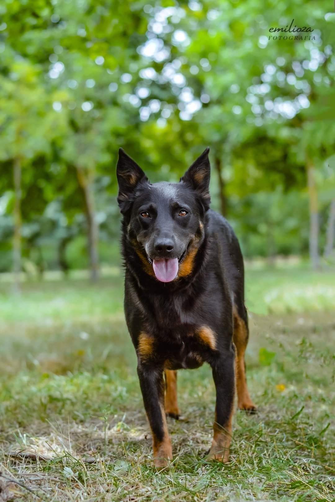 2 letnia, nieśmiała sunia pięknie prosi o szansę i pokochanie!