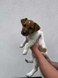 Mała dama, wielkie serce – Jack Russell z rodowodem czeka!