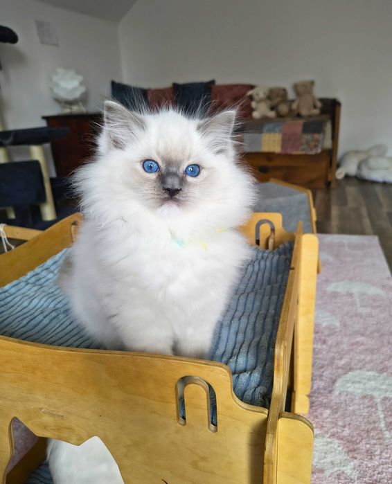 Uroczy kocurek Ragdoll szuka kochającego domu