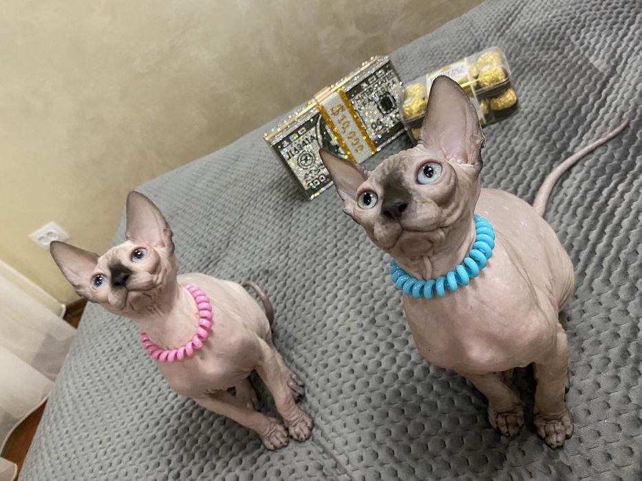 Канадские супердетки