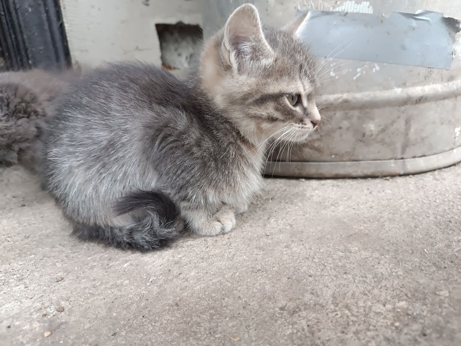 Віддам кошенят в добрі руки