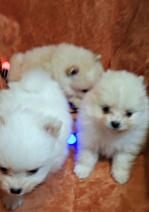 Малюки на долоню! Мiнi-хлопчики, здоровi шпiцулi шукають родини!