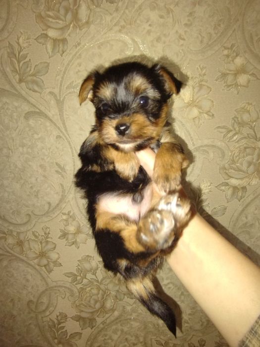 Щенята йорків ,йорчики