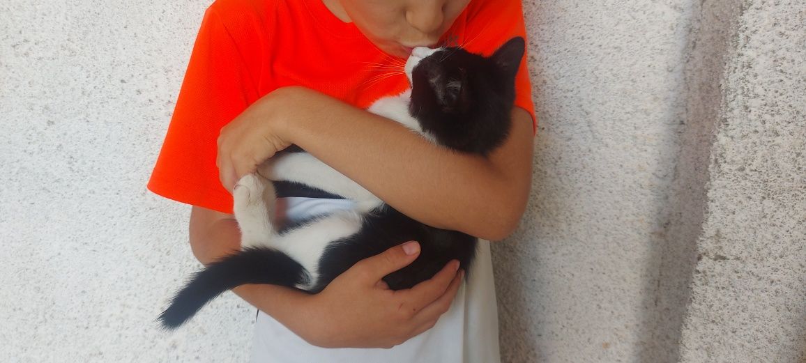 Gatinho macho 3 meses preto e branco