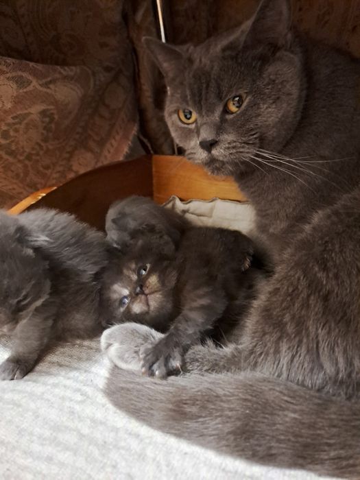 Метис британця котик 2 міс.